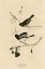 Picture of SNOWBIRD