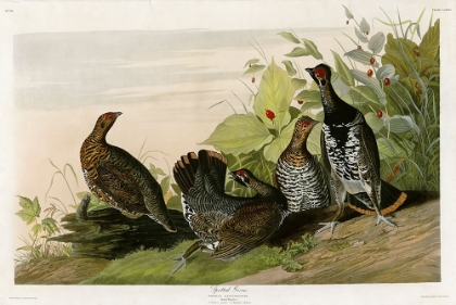 Picture of SPOTTED GROUSE