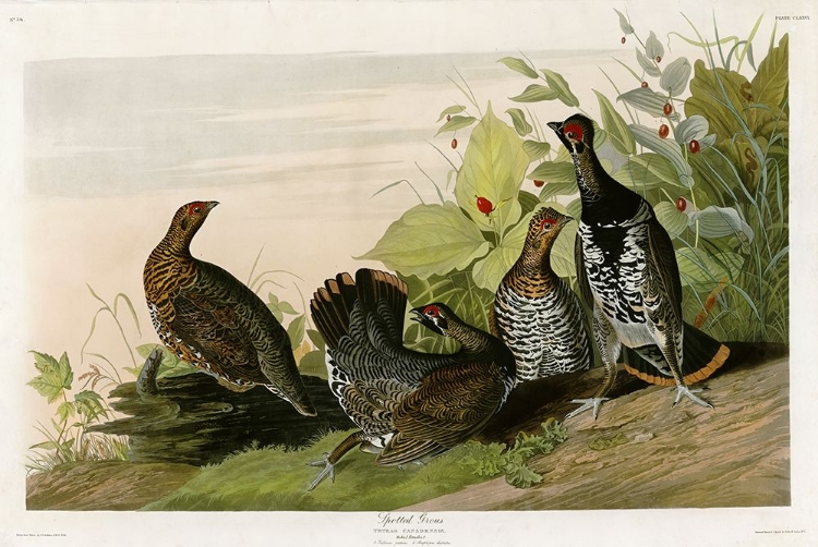 Picture of SPOTTED GROUSE