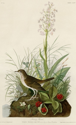 Picture of TAWNY THRUSH