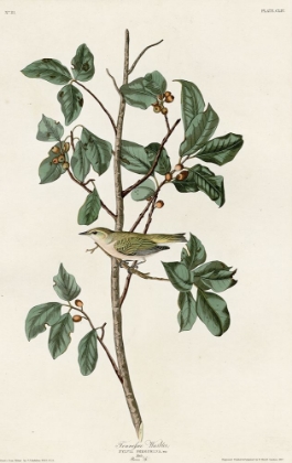 Picture of TENNESSEE WARBLER