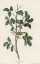 Picture of TENNESSEE WARBLER