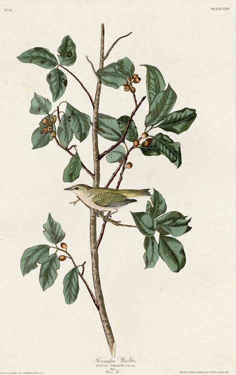 Picture of TENNESSEE WARBLER