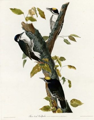 Picture of THREE TOED WOODPECKER