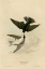 Picture of WHITE BELLIED SWALLOW