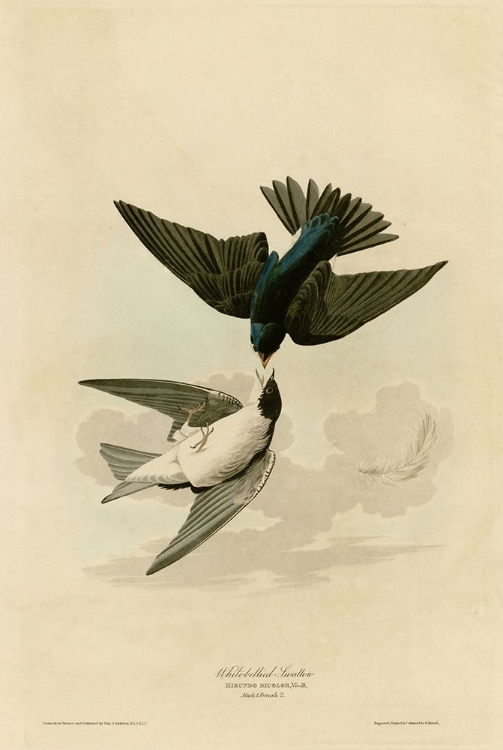 Picture of WHITE BELLIED SWALLOW