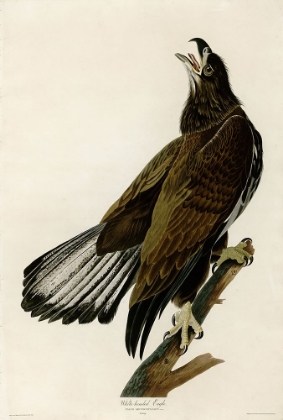 Picture of WHITE HEADED EAGLE DEAUX