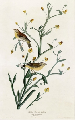 Picture of YELLOW RED POLL WARBLER