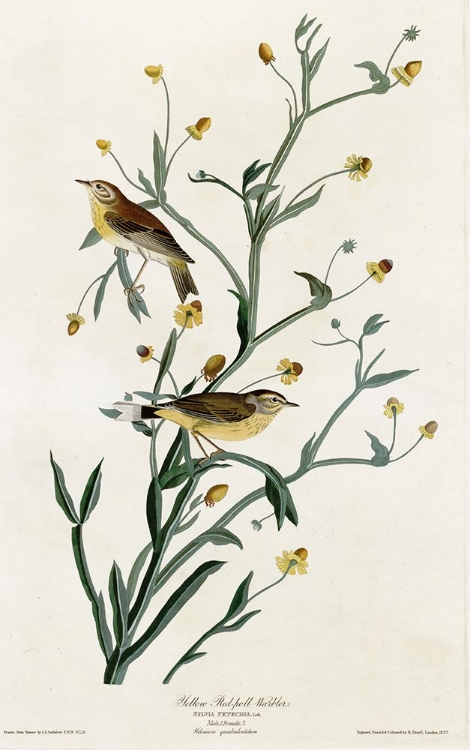 Picture of YELLOW RED POLL WARBLER