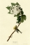 Picture of YELLOW THROATED VIREO