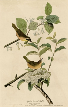 Picture of YELLOWBREASTED WARBLER
