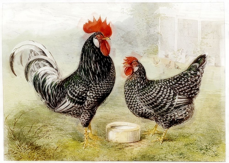 Picture of ROOSTERS