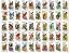Picture of 50 BIRDS