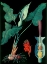Picture of ARUM