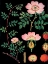 Picture of DOGWOOD