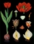 Picture of GARDEN TULIP