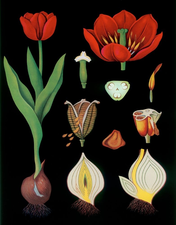 Picture of GARDEN TULIP