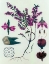 Picture of HEATHER