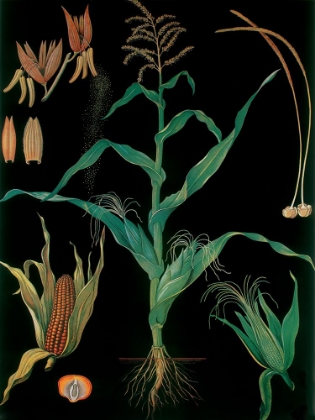 Picture of MAIZE