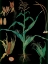 Picture of MAIZE