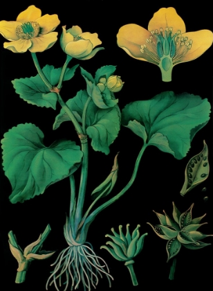 Picture of MARSH MARIGOLD