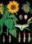 Picture of SUNFLOWER