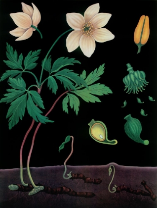 Picture of WINDFLOWER