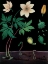 Picture of WINDFLOWER