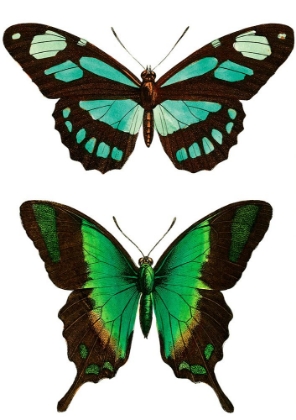 Picture of AQUA BUTTERFLIES