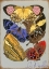 Picture of LES PAPILLONS MULTICOLOR