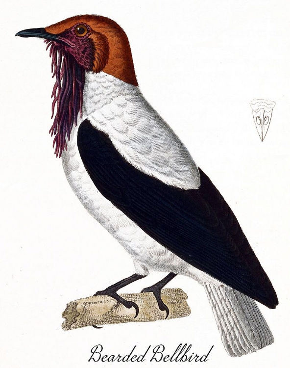 Picture of BEARDED BELLBIRD