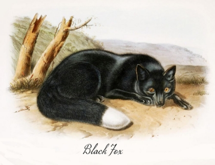 Picture of BLACK FOX