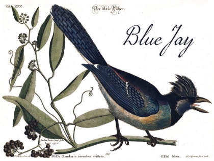 Picture of BLUE JAY