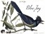 Picture of BLUE JAY