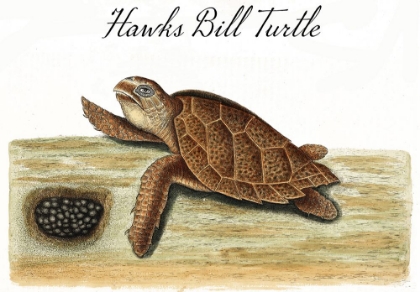 Picture of HAWKS BILL TURTLE