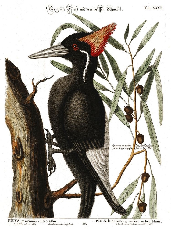 Picture of IVORY BILLED WOODPECKER