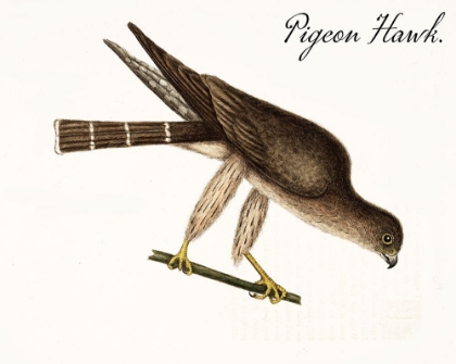 Picture of PIGEON HAWK