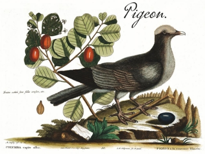Picture of PIGEON
