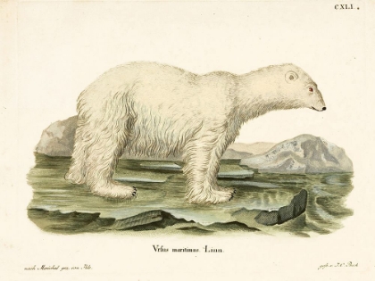 Picture of POLAR BEAR. II