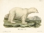 Picture of POLAR BEAR. II