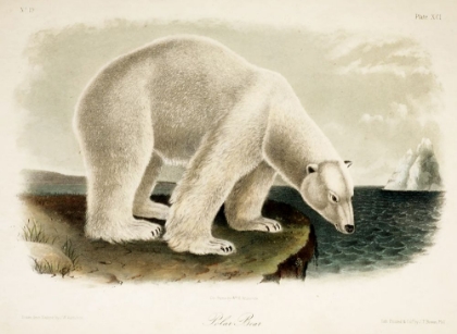 Picture of POLAR BEAR