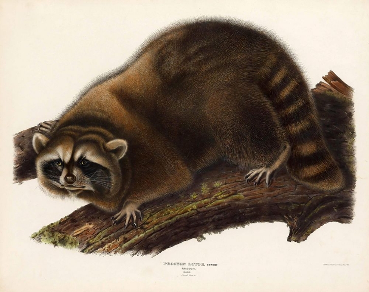 Picture of RACCOON