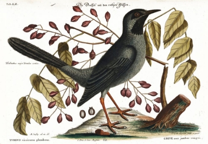 Picture of RED LEGGED THRUSH