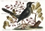 Picture of RED LEGGED THRUSH