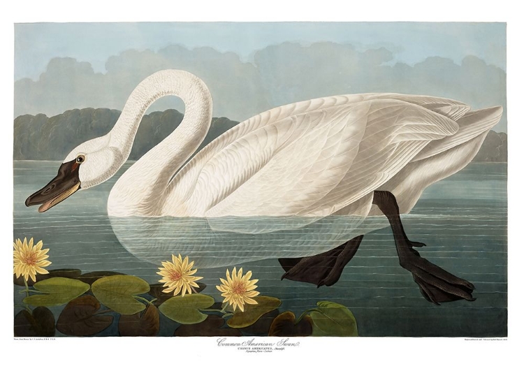 Picture of SWAN