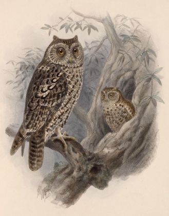 Picture of TREE OWLS 1902