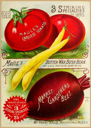 Picture of 1893 MAULE TOMATOES