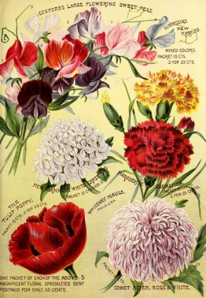 Picture of 1893 MAULES SEED ASTERS
