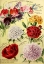 Picture of 1893 MAULES SEED ASTERS