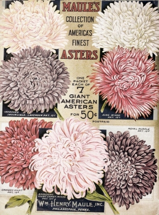 Picture of 1915 MAULES ASTERS